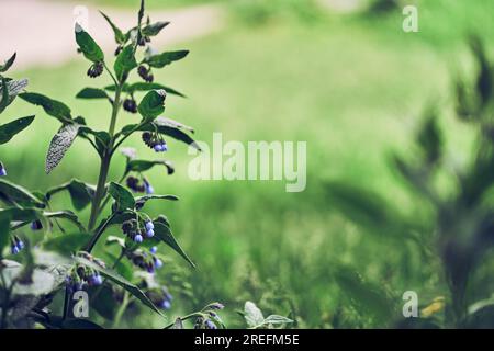 Es gibt eine wilde Blume auf einem grünen, verschwommenen Hintergrund. Nahaufnahme der Blüten des blauen Beinkrauts (bekannt als Symphytum caucasicum, benwell, Kaukasischer Beinkauz). Hochwertiges Foto Stockfoto