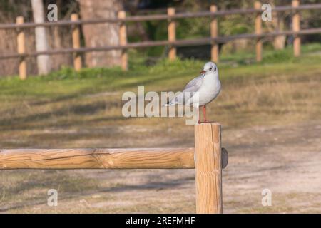 Schwarzkopf-Möwe lachende Möwe, die in einer Holzstange in einem Park im Freien steht Stockfoto