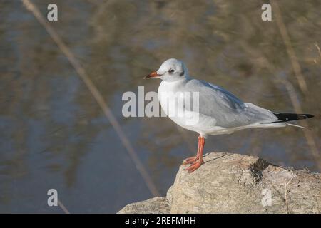 die möwe lacht im Sonnenlicht auf einem Felsen am Ufer eines Flusses Stockfoto