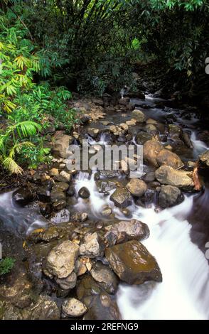 Der sanfte Bach fließt durch den Dschungel und das üppige Grün der Hamakua Coast auf der Big Island von Hawaii. Stockfoto