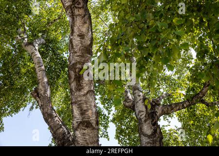 Vollformatansicht mit niedriger abstrakter Textur auf der Unterseite von Zweigen und Blättern auf einer weißen Birke an einem sonnigen Tag Stockfoto