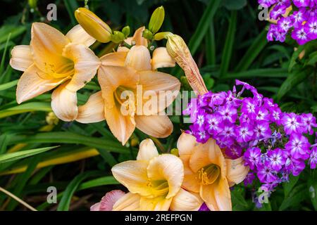 Aus nächster Nähe sehen Sie wunderschöne Lachs-Rosa-Tageslilien-Blumen (hemerocallis) in einem hellen, sonnigen Garten Stockfoto