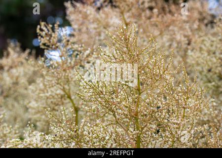 Vollformattexturhintergrund mit blühenden blühenden, weißen Salbeiblumen in einem Garten im Freien Stockfoto