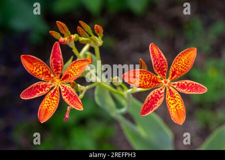 Vollformat Makrostruktur Ausschnitt wunderschöne orangefarbene Brombeerlilien (Iris domestica) in Blüte mit dunklem Unschärfe-Hintergrund Stockfoto