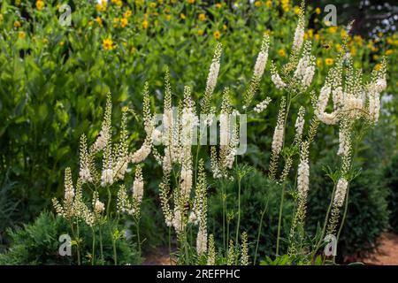 Vollformattexturhintergrund mit blühenden blühenden blühenden blühenden blühenden blühenden weißen schwarzen Kakerlaken (actaea racemosa) in einer Gartenumgebung im Freien Stockfoto