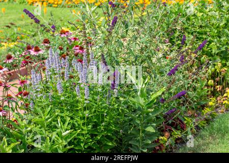 Vollformattexturhintergrund mit lilafarbenen Blüten von Anishysop (Agastache foeniculum) in einer Gartenumgebung Stockfoto