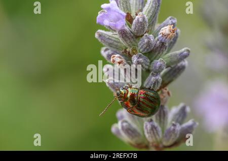 Ein Rosmarin-Käfer, Chrysolina americana, auf Lavendelblumen. Stockfoto