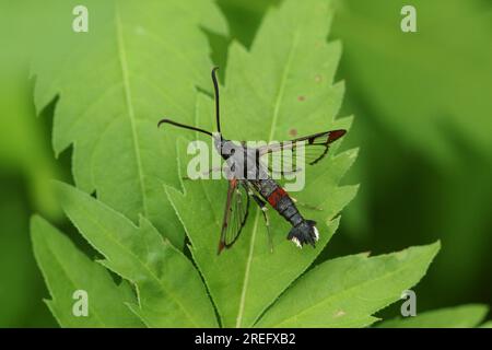 Eine seltene Clearwing-Motte mit roter Spitze, Synanthedon formicaeformis, ruht auf einem Blatt. Stockfoto