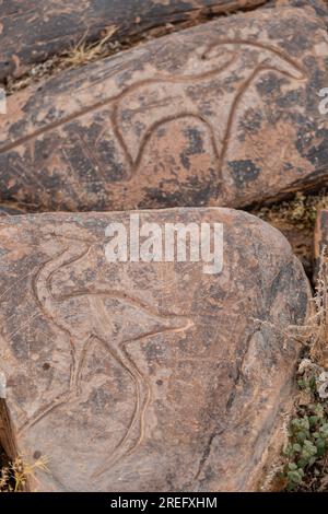 Petroglyphe eines Straußes, Ait Ouazik-Felsengelände, spätneolithisch, Marokko, Afrika Stockfoto