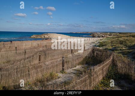 Barrieren für den Schutz der Dünen, Llevant Beach, Formentera, Pitiusas Inseln, Balearische Gemeinschaft, Spanien Stockfoto