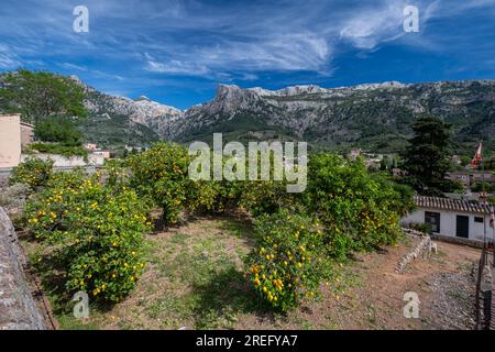 Orangenhain mit den Bergen im Hintergrund, Soller Valley Route, Mallorca, Balearen, Spanien Stockfoto