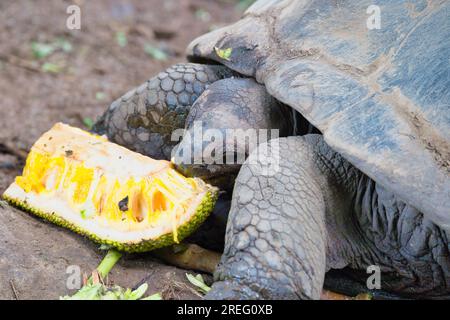 Aldabra landet Riesenschildkröte, die Jackfrucht im Gewürzgarten isst, Mahe Seychellen Stockfoto