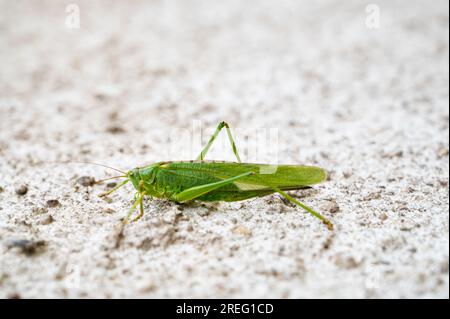 Grüner Grashüpfer, Kricket-Insekten, die eine Wand durchkrabbeln, Busch-Cricket Tettigonia viridissima Stockfoto