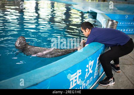 (230727) -- WUHAN, 27. Juli 2023 (Xinhua) -- Trainer Wang Chaoqun trainiert einen Yangtze-Tümmler im Baiji Dolphin House unter dem Institut für Hydrobiologie, der Chinesischen Akademie der Wissenschaften in Wuhan, zentralchinesische Provinz Hubei, 12. Juli 2023. Drei Generationen von Forschern am Institut für Hydrobiologie, der Chinesischen Akademie der Wissenschaften (CAS), haben Jahrzehnte damit verbracht, gefährdete Arten zu retten und zu pflegen - den Baiji-Delfin und den Yangtze-Tümmler. Letzteres wird als „Lächelengel des Jangtse“ bezeichnet, da seine leicht lockigen Lippen denen einer lächelnden Person ähneln.Baiji Stockfoto