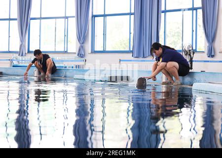 (230727) -- WUHAN, 27. Juli 2023 (Xinhua) -- Trainer füttern Yangtze finless Tümmler im Baiji Dolphin House unter dem Institut für Hydrobiologie, der Chinesischen Akademie der Wissenschaften in Wuhan, zentralchinesische Provinz Hubei, 12. Juli 2023. Drei Generationen von Forschern am Institut für Hydrobiologie, der Chinesischen Akademie der Wissenschaften (CAS), haben Jahrzehnte damit verbracht, gefährdete Arten zu retten und zu pflegen - den Baiji-Delfin und den Yangtze-Tümmler. Letzteres wird als „Engel des Jangtse“ bezeichnet, da seine leicht lockigen Lippen denen einer lächelnden Person ähneln. Baiji-Delfin Qi Qi Stockfoto