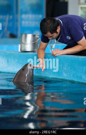 (230727) -- WUHAN, 27. Juli 2023 (Xinhua) -- Trainer Wang Chaoqun füttert ein finloses Schweinswal aus Yangtze im Baiji Dolphin House unter dem Institut für Hydrobiologie, der Chinesischen Akademie der Wissenschaften in Wuhan, zentralchinesische Provinz Hubei, 12. Juli 2023. Drei Generationen von Forschern am Institut für Hydrobiologie, der Chinesischen Akademie der Wissenschaften (CAS), haben Jahrzehnte damit verbracht, gefährdete Arten zu retten und zu pflegen - den Baiji-Delfin und den Yangtze-Tümmler. Letzteres wird als „Lächelengel des Jangtse“ bezeichnet, da seine leicht lockigen Lippen denen einer lächelnden Person ähneln.Baiji Stockfoto