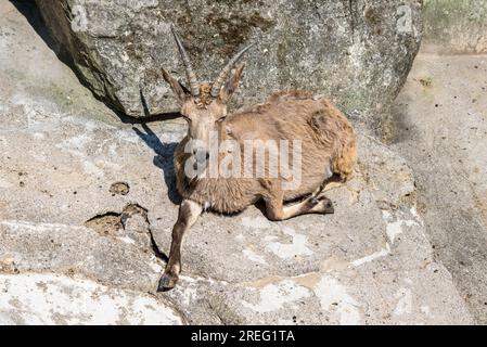 Das sibirische Elfenbein liegt friedlich im Grünen Zoo Wuppertal in Deutschland Stockfoto