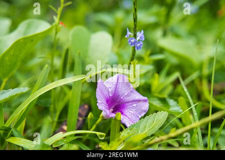 Eisenbahn-Kriechgang in Grüngras-Nahaufnahme, Mahe Seychellen Stockfoto