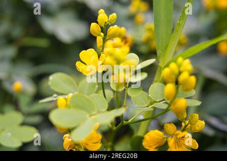 Kassienblüten-Nahaufnahmen, Mahe Seychelle Stockfoto