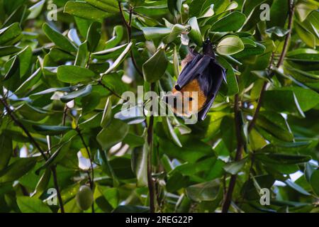 Seychellen-Fledermaus hängt im Baum, Mahe Seychellen Stockfoto