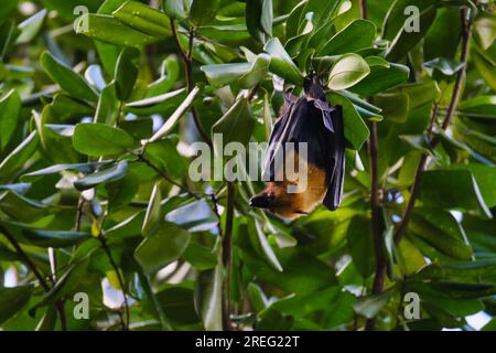 Seychellen-Fledermaus hängt im Baum, Mahe Seychellen Stockfoto