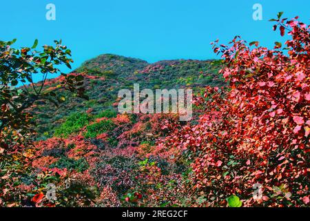 Bewundern Sie die strahlende Schönheit der roten Blätter auf einem Baum, während sie unter dem goldenen Sonnenlicht schimmern. Das lebendige Display der Natur wird Ihre Sinne fesseln. Stockfoto