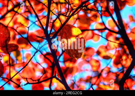 Bewundern Sie die strahlende Schönheit der roten Blätter auf einem Baum, während sie unter dem goldenen Sonnenlicht schimmern. Das lebendige Display der Natur wird Ihre Sinne fesseln. Stockfoto