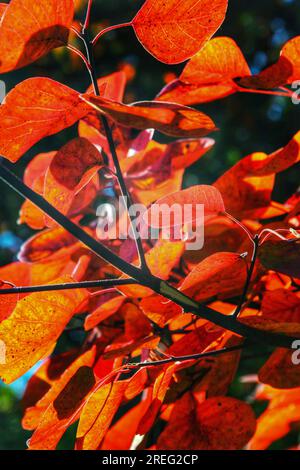 Bewundern Sie die strahlende Schönheit der roten Blätter auf einem Baum, während sie unter dem goldenen Sonnenlicht schimmern. Das lebendige Display der Natur wird Ihre Sinne fesseln. Stockfoto