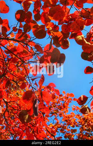 Bewundern Sie die strahlende Schönheit der roten Blätter auf einem Baum, während sie unter dem goldenen Sonnenlicht schimmern. Das lebendige Display der Natur wird Ihre Sinne fesseln. Stockfoto