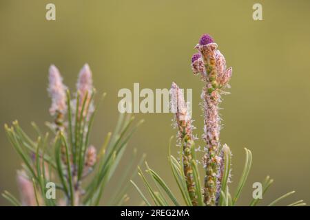 Makrofotografie mit Bokeh von Kiefernknospen in der Sierra de Mariola, Alcoy, Spanien Stockfoto