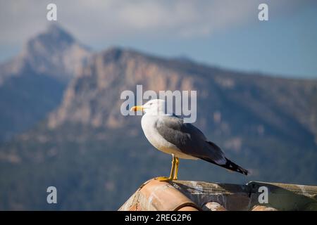 Gull Larus argentatus auf dem Dach des Informationsbüros des Peon de Ifach in Calpe und dem Gipfel des Puig Campana Stockfoto