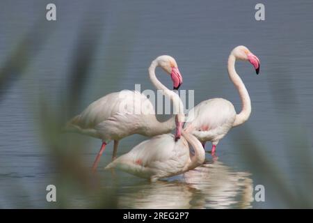 Drei Flamingos (Phoenicopterus roseus) posieren für ein Foto im Feuchtgebiet Hondo in Crevillente Elche, Spanien Stockfoto