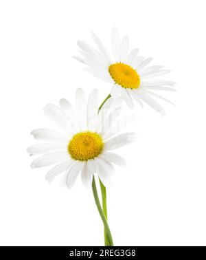 Zwei Gänseblümchen (Ox-Eye Daisy) auf weißem Hintergrund. Stockfoto