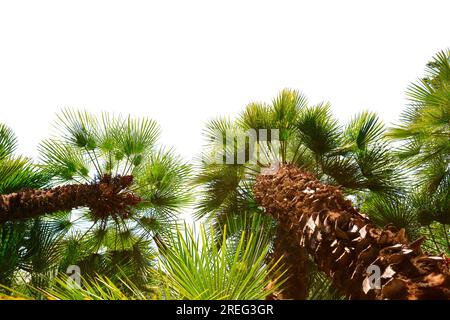 Palmen isoliert auf weißem Hintergrund. Ansicht von unten. Fächerpalme Stockfoto