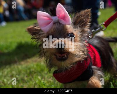 Kleiner, brauner yorkshire-Terrier, der an einer roten Leine spazieren geht und eine rosa Schleife trägt. Stockfoto