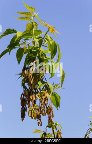 Nahaufnahme der rötlich-rosa reifen Früchte des Ahorns. Stockfoto