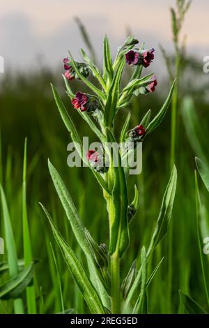 In der Wildnis blüht Cynoglossum officinale unter Gräsern. Nahaufnahme der bunten Blüten des gewöhnlichen Sedums in einem typischen Lebensraum. Stockfoto