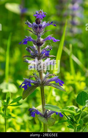 Eine Nahaufnahme der blauen Blüten von Ajuga reptans Atropurpurea im Frühling. Blaues Horn Ajuga reptans Blumen Zimmermanns Kräuter immergrüne, mehrjährige Pflanzen. Stockfoto