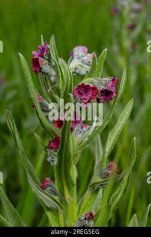 In der Wildnis blüht Cynoglossum officinale unter Gräsern. Nahaufnahme der bunten Blüten des gewöhnlichen Sedums in einem typischen Lebensraum. Stockfoto