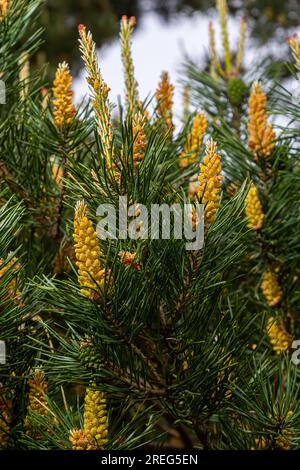Sylvestris Scotch European Red Pine Scots oder Baltic Pine. Makro-selektiver Fokuszweig mit Zapfenblumen und Pollen über dem unscharfen Backgro Stockfoto
