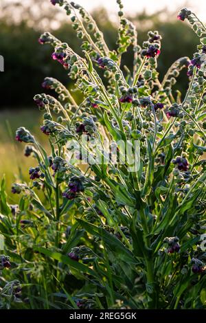 In der Wildnis blüht Cynoglossum officinale unter Gräsern. Nahaufnahme der bunten Blüten des gewöhnlichen Sedums in einem typischen Lebensraum. Stockfoto