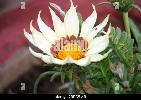 Weißer und brauner Anbau von Rigenen aus Gazania mit grünem Laub: (Pix Sanjiv Shukla) Stockfoto