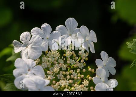 Guelder-Rosenbusch. Foto im Garten. Viburnum Blumen Blühen. Stockfoto