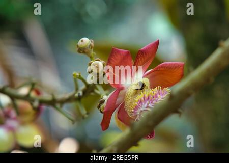 Honigbiene auf Kanonenkugel-Blüte im botanischen Garten, na, seychellen Stockfoto