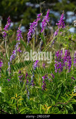 Wicken, vicia cracca wertvolle Honigpflanze, Futter und Heilpflanze. Zerbrechliche lila Blüten im Hintergrund. Wollblüte oder Futterwuchsblüte in Frühlingsgar Stockfoto