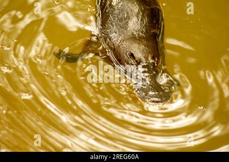 Platypus, Ornithorhynchus anatinus, Duck-Billed Platypus, Petersens Creek, Yungaburra, Australien. Stockfoto