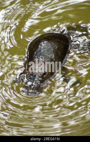 Platypus, Ornithorhynchus anatinus, Duck-Billed Platypus, Petersens Creek, Yungaburra, Australien. Stockfoto