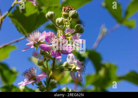 Blüten und Knospen aus rosafarbenen Brombeeren im Frühling - Rubus fruticosus. Stockfoto