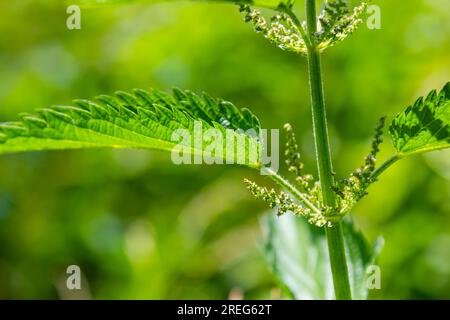 Brennnessel Urtica dioica im Garten stechen. Grüne Blätter mit gezackten Kanten. Stockfoto