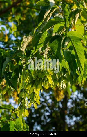 Nahaufnahme der rötlich-rosa reifen Früchte des Ahorns. Stockfoto